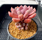 Graptoveria lilac spoons