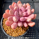 Graptoveria lilac spoons