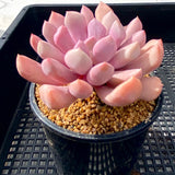 Graptoveria lilac spoons