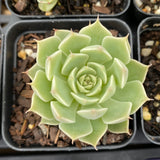 Graptoveria margaret reppin