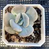Graptoveria margaret rose monstrose