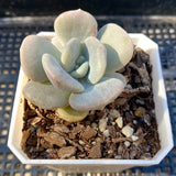 Graptoveria margaret rose monstrose