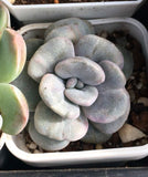 Graptoveria margaret rose monstrose