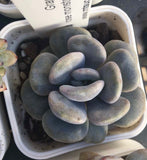 Graptoveria margaret rose monstrose