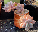 Graptoveria Margret rose