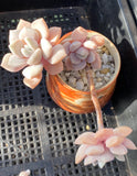 Graptoveria Margret rose