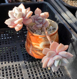 Graptoveria Margret rose