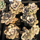 Graptoveria Margret rose