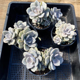 Graptoveria Margret rose