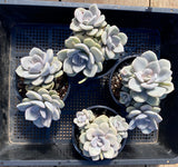 Graptoveria Margret rose