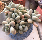 Graptosedum miul 洛神 MELBOURNE SYDNEY ADELAIDE QUEENSLAND CANBERRA VICTORIA NSW QUEENSLAND SOUTH AUSTRALIA ACT SUCCULENT 多肉 墨尔本 维多利亚 澳洲 澳大利亚 悉尼 新南威尔士 阿德莱德 南澳 昆士兰 布里斯本 黄金海岸 多肉植物 堪培拉