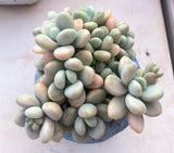 Graptosedum miul