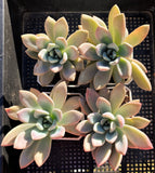 Graptoveria Opalina SMALL