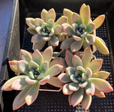 Graptoveria Opalina SMALL