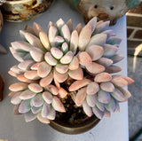 Graptoveria Opalina SMALL