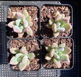 Graptoveria Opalina SMALL