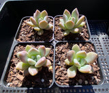 Graptoveria Opalina SMALL