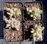 Graptoveria Opalina SMALL