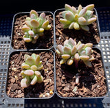 Graptoveria Opalina SMALL