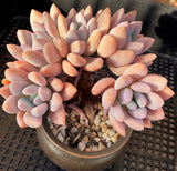 Graptoveria Opalina SMALL