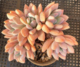 Graptoveria Opalina SMALL