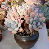 Graptoveria Opalina SMALL