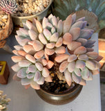 Graptoveria Opalina SMALL