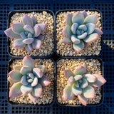 Graptoveria Opalina SMALL