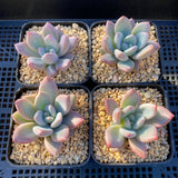 Graptoveria Opalina SMALL