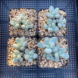 Pachyphytum orange snowball