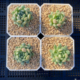 Graptoveria pearl beans