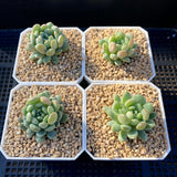 Graptoveria pearl beans