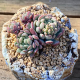 Graptoveria pearl beans