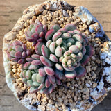 Graptoveria pearl beans