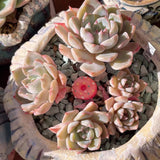 Graptoveria marpin rose queen