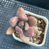 Graptoveria royal flush
