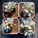 Graptoveria snow peach S