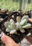 Graptoveria snow peach S