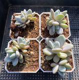 Graptoveria snow peach S