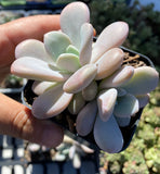 Graptoveria snow peach S