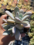 Graptoveria snow peach S