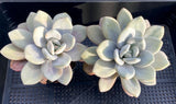 Graptoveria snow peach S