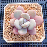 Graptoveria snow peach round leaf