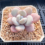 Graptoveria snow peach round leaf