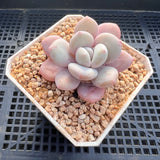 Graptoveria snow peach round leaf