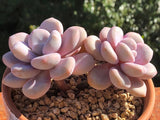 Graptoveria snow peach round leaf