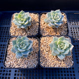 Graptoveria  titubans