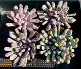 Graptoveria lilac spoons