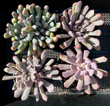 Graptoveria lilac spoons