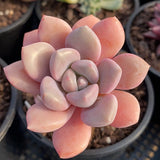 Graptoveria 'white dew'